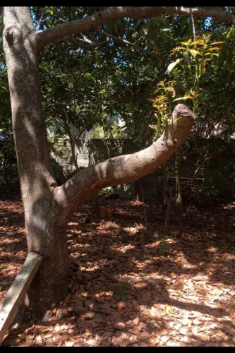 Terreno nos Ingleses pertinho da academia Engenharia do Corpo