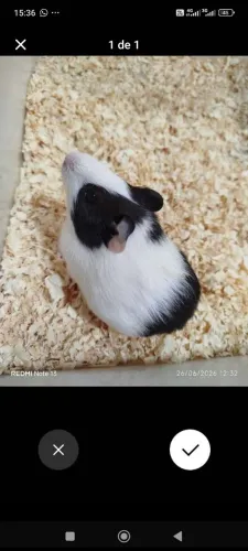 Porquinho da índia