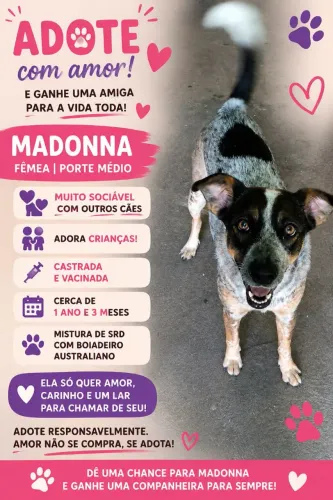 Fêmea para adoção 