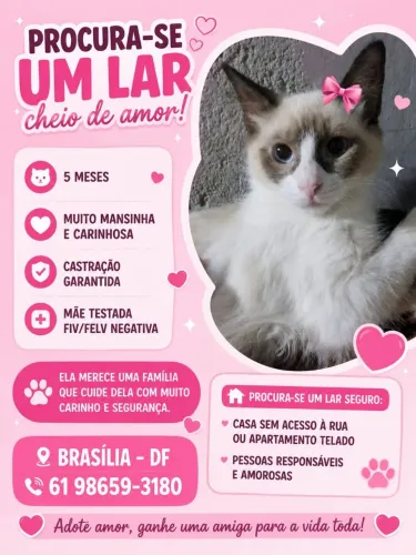 Gatinha para adoção