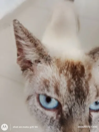 Gatos para doação. Comem ração.