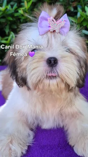 Shih tzu fêmea Canil Dog Mania
