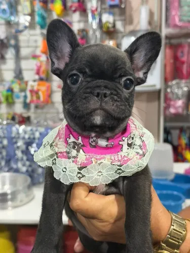 Buldogue francês