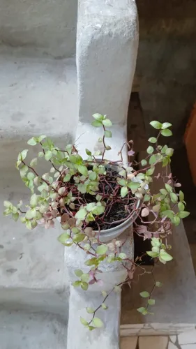 Planta dinheiro de penca
