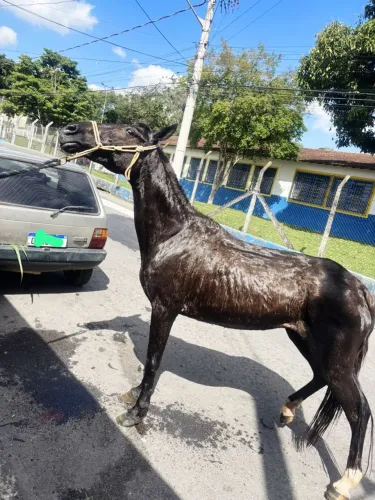 Égua marcha picada 