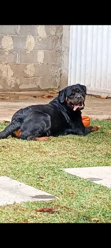 ROTTWEILER MACHO - LEGÍTIMO CABEÇA DE TOURO
