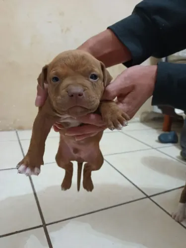 Doo filhotes de cachorro