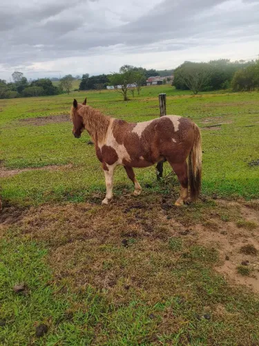 Cavalo