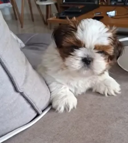 Shih tzu fêmea 