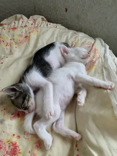Gatinhos para doação 