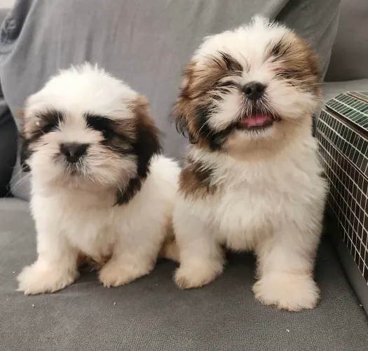 Shih Tzu Machos 12x 133