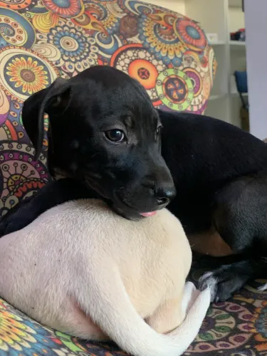 Doação de cachorros!