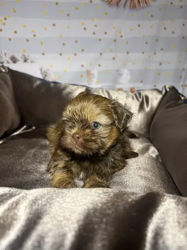 Filhote de Shih tzu macho fígado