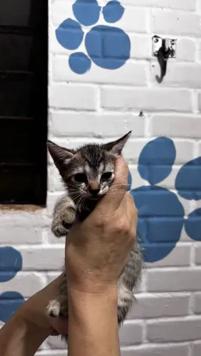 Gatinhos para adoção