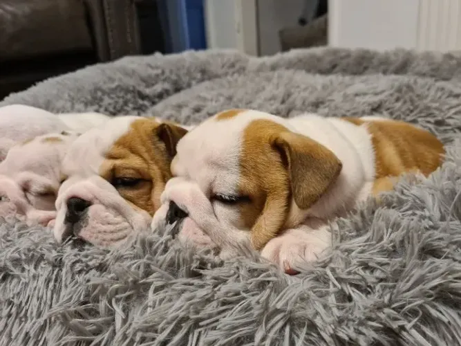 Disponível hoje! Filhotes de Bulldog Inglês - Chame no WhatsApp para reservar.
