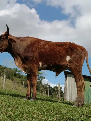 Vendo Boi