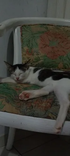 Adoção responsável!