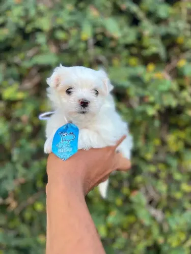 Maltês Um cachorrinho com tudo para ser amável