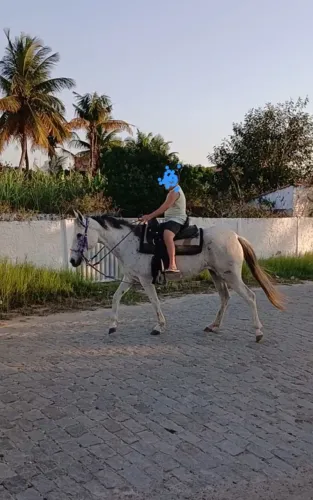 Vendo egua