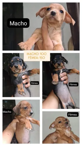 Pinscher 2