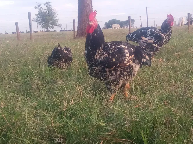 Galinha sertaneja balão.