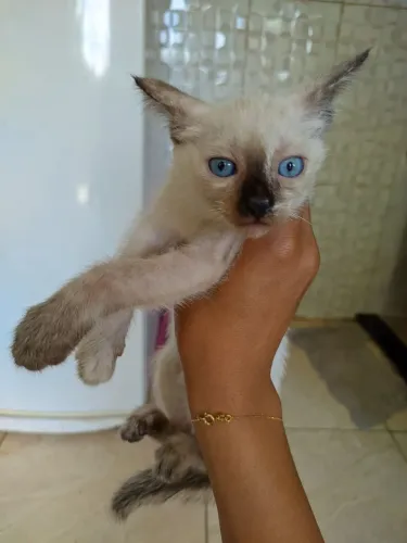 Doação de gatinhos