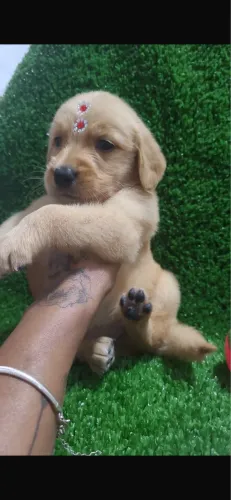 Golden retriever com assistencia e vacinas femeas