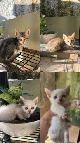 Doação de filhotes de Gato