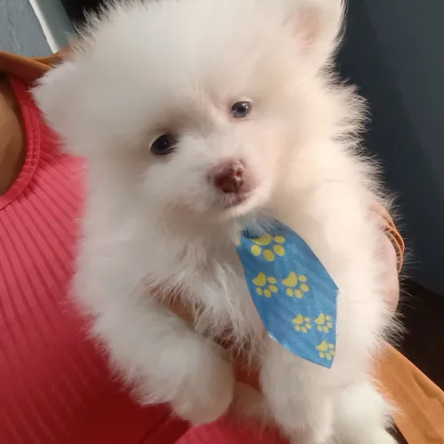 Filhote de lulu Pomerânia olhos azuis muito lindo