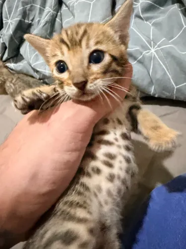 Vendo lindos gatinhos da raça bengal 