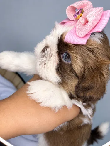 Shih tzu fêmea disponível 