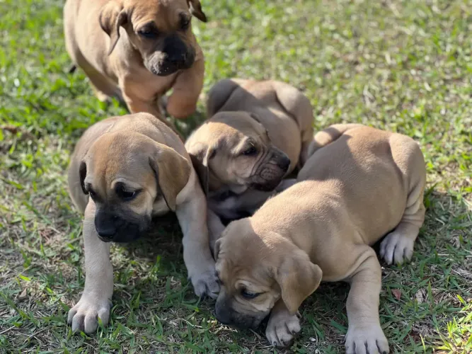 Fila brasileiro FOB com pedigree Sobraci