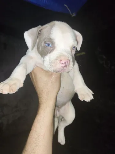 Pitmonster oportunidade
