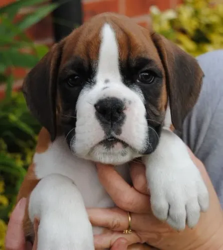 Boxer Paz que corre pelo quintal