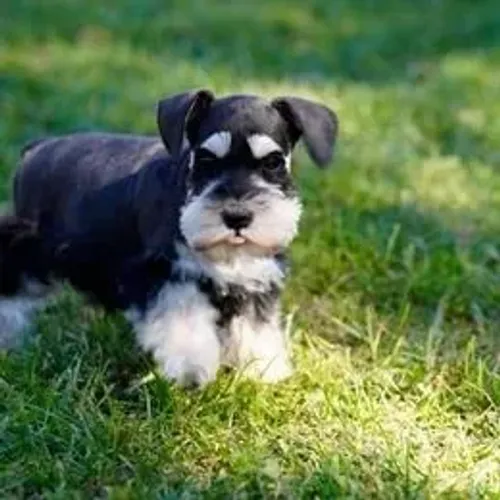 Schnauzer,Schnauzer Filhote Vacinado e Vermifugado
