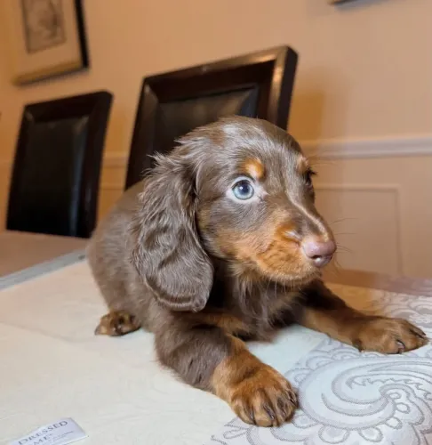 dachshund pelo longo