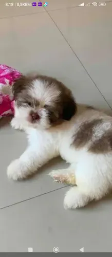Filhote de Shitzu 