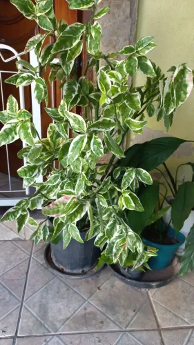 Plantas