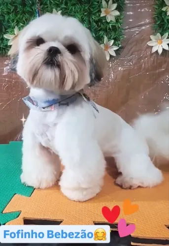 Shitszu