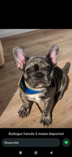 Buldogue francês 