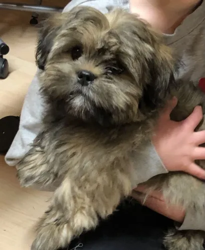 Shih Tzu Lindos filhotes disponíveis para você