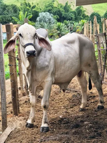 Vende se Touro Tabapuã PO muito manso !