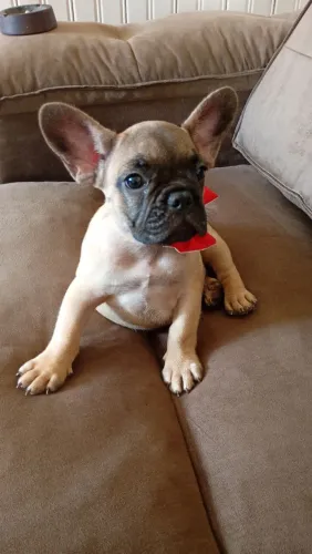 Cachorro 
