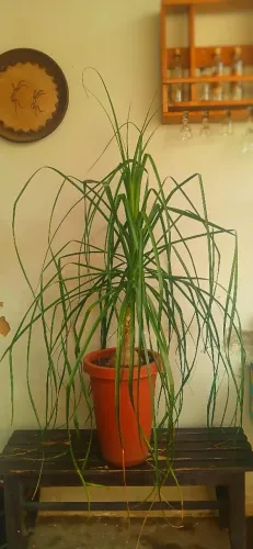 Pata de elefante com jarro