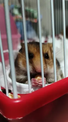 Estou doando uma hamster sírio jovem 