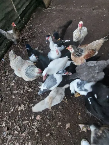 Vendo lote de Pato