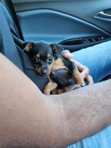 Pinscher/Pincher Cachorro Muito Corajoso Macho e Fêmea com Pedigree