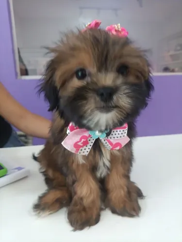 Cachorro