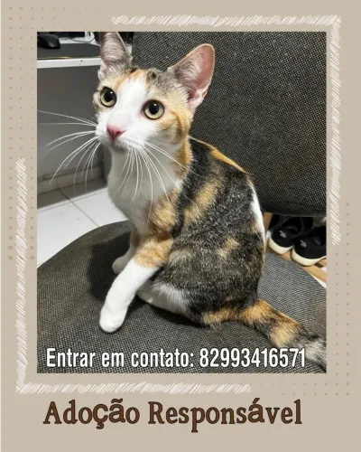 Gatinha filhote