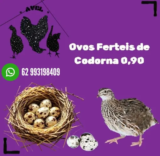 Ovos Férteis Codornas Japonicas